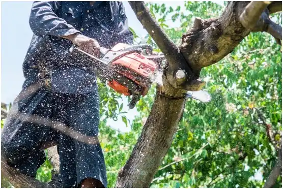 tree services Lenkerville